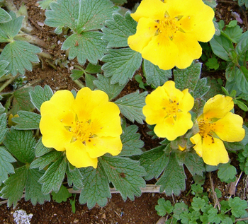 チシマキンバイの育て方｜春と秋に肥培を行います - 花と木の育て方